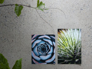 Two prints of macro succulents sitting on concrete printed on kodak professional endura lustre photo paper