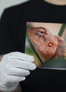 Lab staff holding print of lizard on kodak professional endura lustre photo paper