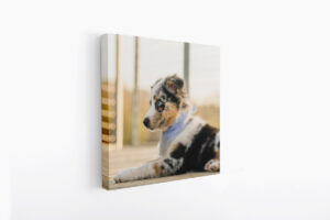 Stretched canvas print of a puppy dog hanging on a white wall